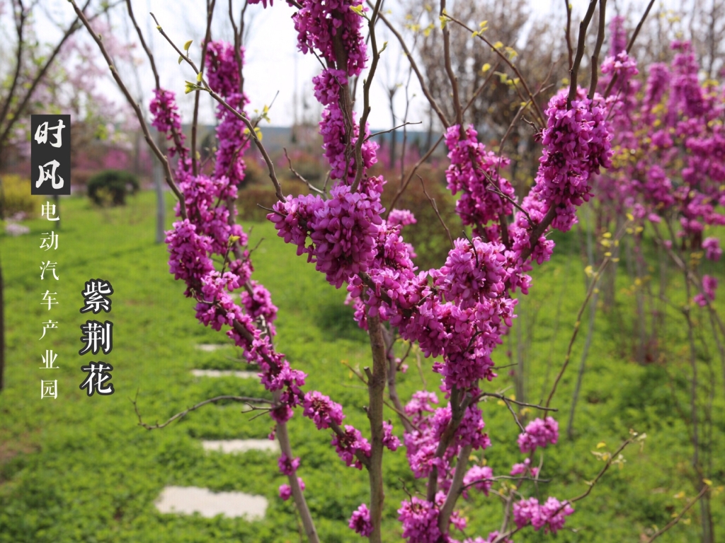 天博体育电动产业园紫荆花